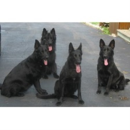 GSD,Alsatian in Ontario