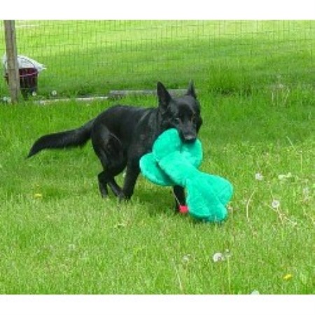 German Shepherd Dog breeder in Peterborough Ont Ontario