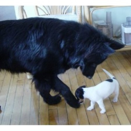Coal - long haired solid black stud with puppy
