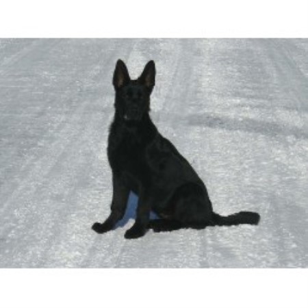 GSD,Alsatian in Ontario picture 2