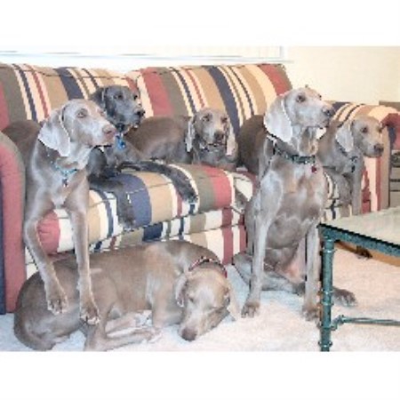 Weimaraner Breeder in Las Vegas, Nevada