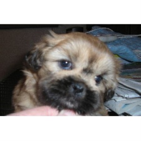 shih tzu breeders illinois shih tzu breeders in illinois freedoglistings breeds picture shih tzu breeders illinois shih tzu breeders in illinois freedoglistings breeds picture