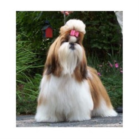 Shih Tzu Breeder in Dallas, Georgia