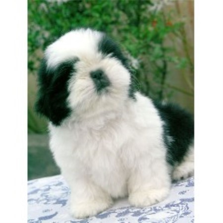 shih tzu ga s shih tzu breeder in dallas listing id 10265 shih tzu ga s shih tzu breeder in dallas listing id 10265