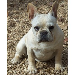 French Bulldog breeder in Missouri picture 2