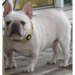 French Bulldog breeder in West Plains Missouri