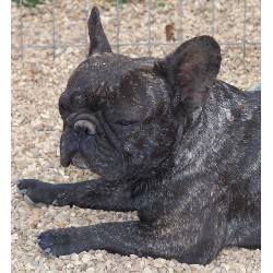French Bulldog in Missouri picture 2