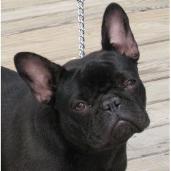 French Bulldog Breeder in West Plains, Missouri