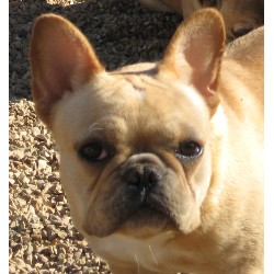 French Bulldog in Missouri