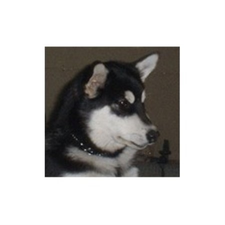 Alaskan Malamute breeder in Quebec picture 2