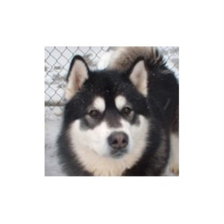 Alaskan Malamute breeder in  Dunham  Quebec