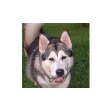 Alaskan Malamute in Quebec