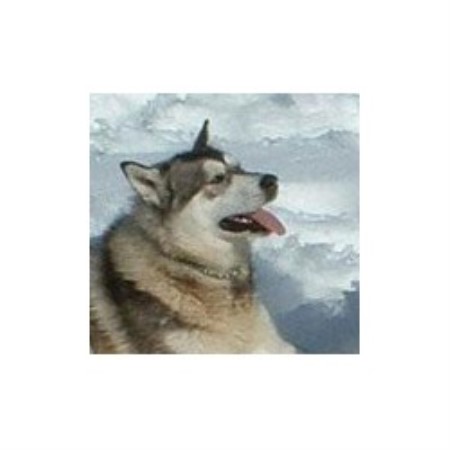 Douchka Alaskan Malamute Female