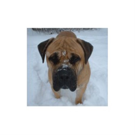 Rocky bullmastiff male