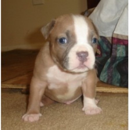 APBT in South Carolina picture 2