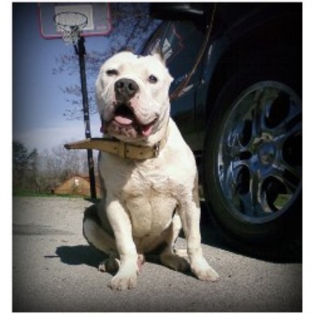 APBT breeder in South Carolina picture 2