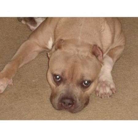 free puppies columbia sc carolinas finest bullz american pit bull terrier breeder in columbia south carolina free puppies columbia sc carolinas finest bullz american pit bull terrier breeder in columbia south carolina