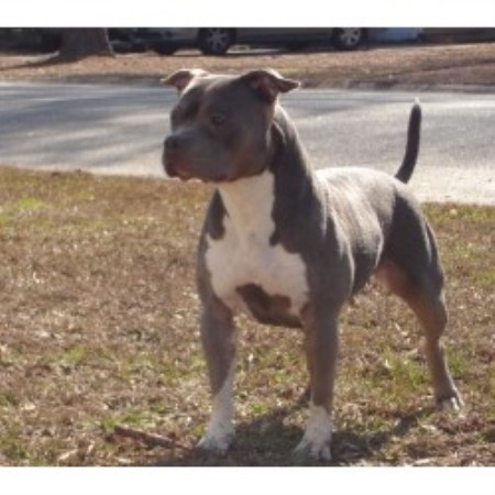 free puppies columbia sc carolinas finest bullz american pit bull terrier breeder in columbia south carolina free puppies columbia sc carolinas finest bullz american pit bull terrier breeder in columbia south carolina