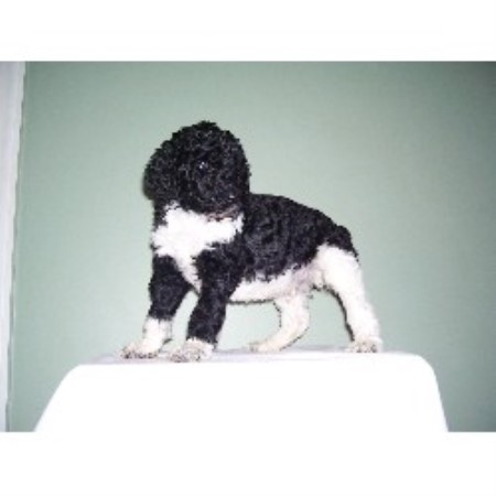 Poodle Standard breeder in Rockwell North Carolina