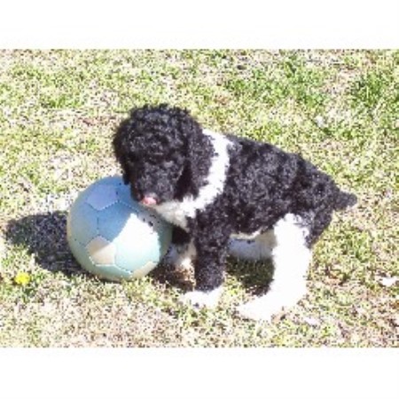 Poodle Standard Breeder in Rockwell, North Carolina