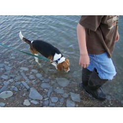 Beagle breeder in South Dakota picture 2