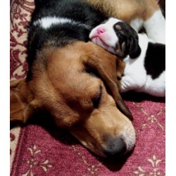 Beagle Breeder in Tyndall, South Dakota