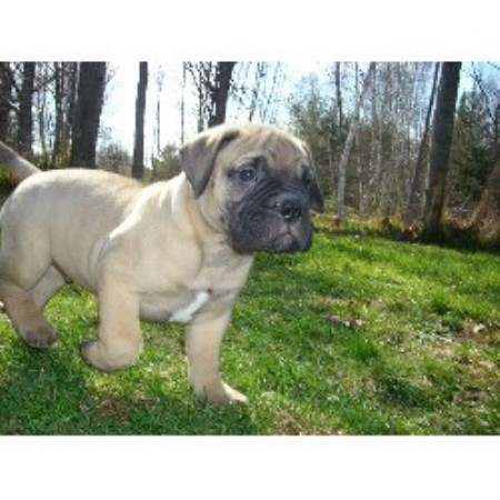 Bullmastiff Breeder in Baring Plt, Maine