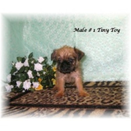 brussels griffon breeder dog