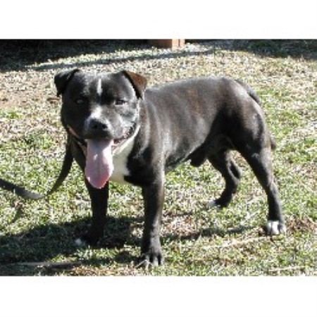 Staffordshire Bull Terrier Breeder in Fyffe, Alabama