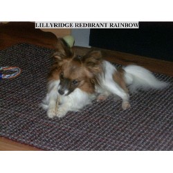 Papillon breeder in Ontario picture 2