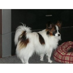 Papillon Breeder in Carrying Place, Ontario