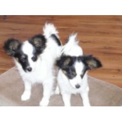 Papillon in Ontario picture 2
