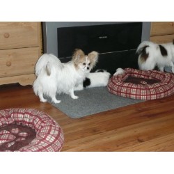 Papillon breeder in Carrying Place Ontario