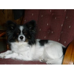 Papillon in Ontario