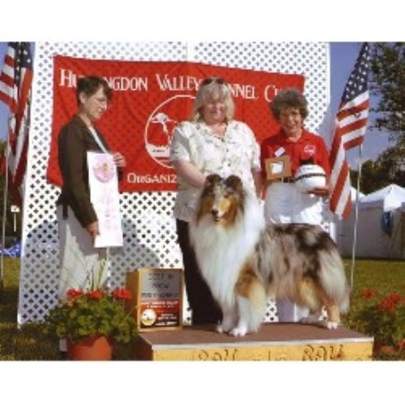 Collie Breeder in Ringoes, New Jersey