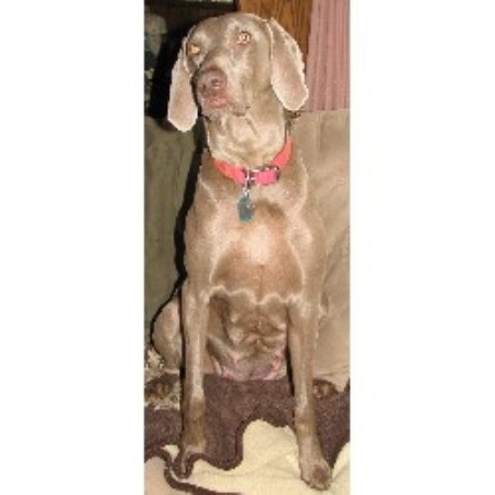Weimaraner Breeder in Fleetwood, Pennsylvania