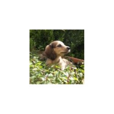 Bella Sophie