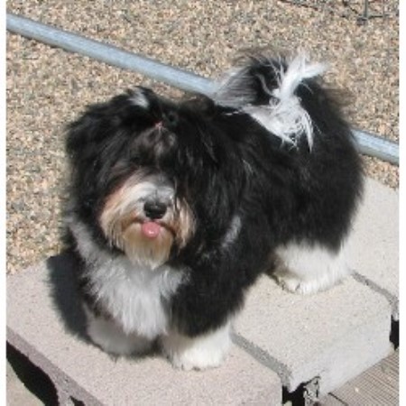havanese rescue il janizona havanese breeder in dolores colorado havanese rescue il janizona havanese breeder in dolores colorado
