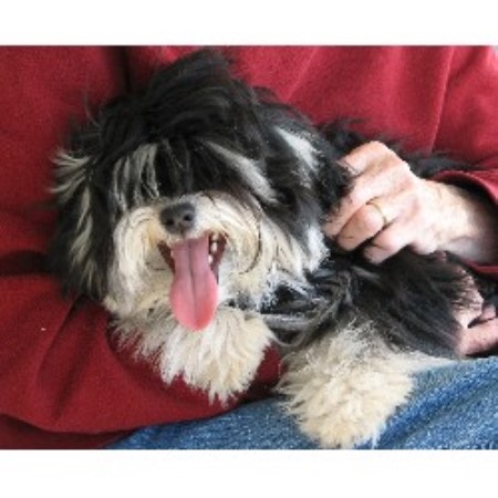 havanese breeders colorado janizona havanese breeder in dolores colorado havanese breeders colorado janizona havanese breeder in dolores colorado