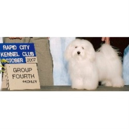 Havanese Breeder in Dolores, Colorado