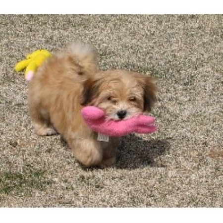 havanese rescue colorado janizona havanese breeder in dolores colorado havanese rescue colorado janizona havanese breeder in dolores colorado