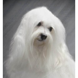 Havanese Breeder in Hastings, Minnesota