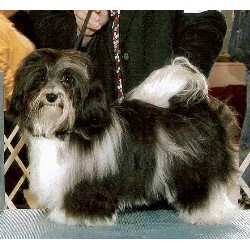 Havanese in Minnesota picture 2