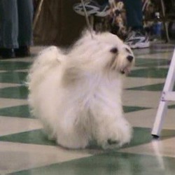 Havanese breeder in Minnesota picture 2