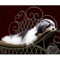 Havanese in Minnesota