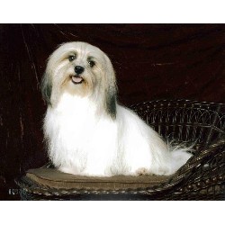 Havanese breeder in Hastings Minnesota