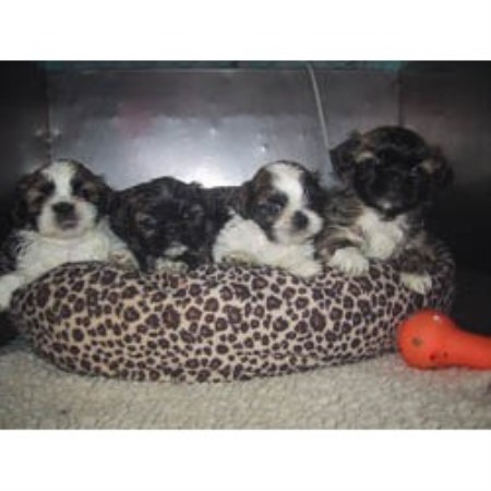 Shih+tzu+puppies+for+adoption+in+pa