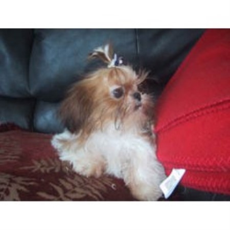 Shih Tzu breeder in Wapwallopen Pennsylvania