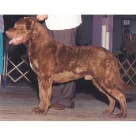 Chesapeake Bay Retriever in New Jersey