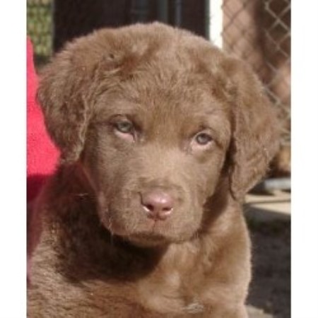 chesapeake bay retriever puppies for sale near me pomeranian husky puppies for sale in wisconsin hd breeds picture chesapeake bay retriever puppies for sale near me pomeranian husky puppies for sale in wisconsin hd breeds picture